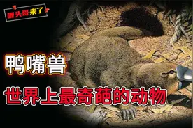 世上“最奇葩”的生物鸭嘴兽，躲过了生物大灭绝，卵生孵化再哺乳视频封面