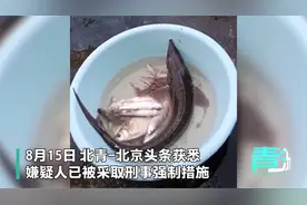 野生中华鲟遭捕杀后放冰箱-价值50万元，嫌疑人已被抓视频封面