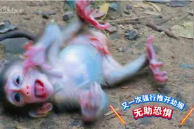 利比猴妈又一次强行推开布雷迪，小猴子无助又恐惧，难懂猴子行为视频封面