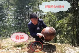 春笋被缸这样盖住，7天后会有什么变化？缸会被顶起来吗？