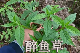 能让“鱼”醉迷糊的植物，故有“醉鱼草”之称，您认识它吗？视频封面