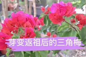 三角梅新品种除了种子演变出来，还有就是芽变，我这里就发现一棵