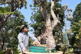 马缨花生长在高海拔地区！栽培需要注意什么？请分享视频！视频封面