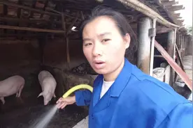 农村小妹给果园荔枝施肥了，挑猪屎倒果园，又可以省下一笔化肥钱