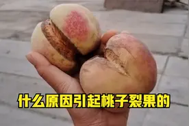 桃树管理秋季总结，什么原因引起桃子发生裂果视频封面