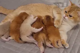 刚出生10天的小奶猫暴力吃奶，猫妈：能不能消停点视频封面