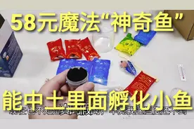 58元神奇的“魔法鱼”，能在土里孵化出小鱼，加入水能孵化成功吗