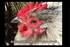 引起鸡怪叫的原因 鸡甩头喉咙响怎么回事 鸡张嘴喘气用什么