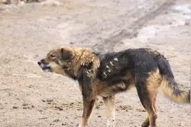 农村“狗来富”，流浪狗进家不能撵，自己要留着视频封面