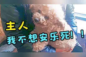 14岁泰迪年老多病，主人不愿受折磨打算安乐死，注射前还是不忍心视频封面
