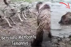 不知死活的野狼群猎杀大黑熊，低估了对手，被绝地反杀，太悲惨了视频封面