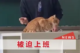 橘猫乱入教室被老师抓来当教具，全程乖巧配合，趴在讲台积极摆尾视频封面