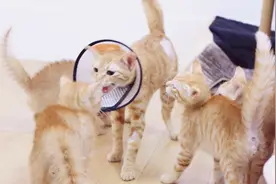 猫妈做完绝育手术回家，小橘猫竟然集体炸毛哈气，猫妈的反应暖哭