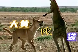 澳洲土霸王袋鼠，被来自亚洲的土狗欺负惨了 | 纪录片视频封面