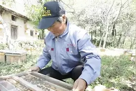 男子到村庄养蜂开先河，带动发展致富全村，获村民大力赞扬视频封面