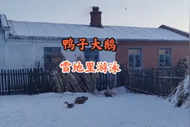 室内外温差五六十度 零下四十多度的天气 鸭子大鹅还在雪地里游泳视频封面