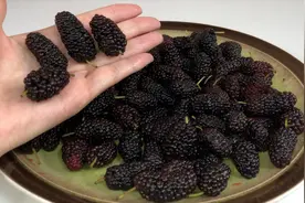 桑葚不可用清水洗，等于吃虫卵，教你正确洗法，农药杂质一点不留