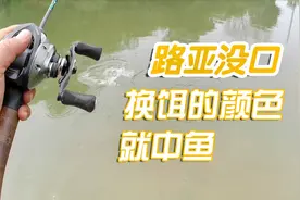 路亚钓鱼没口还真的要换颜色,经常中鱼的绿色T尾没口,换色就中鱼