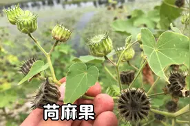 了不起的植物苘麻，竟然有这么大的用处！很多人还不知道？