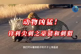 动物凶猛！锋利尖刺之豪猪和刺猬