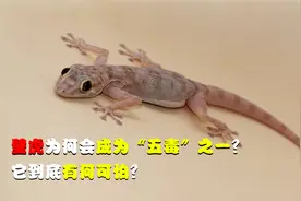 看似人畜无害的壁虎，为何会成为“五毒”之一？它到底有何恐怖？视频封面