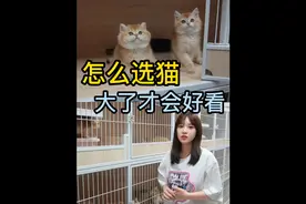 怎么挑金渐层才不会越大越丑 怎么选金渐层 怎么挑猫大了才好看