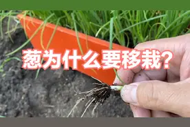 为什么要移栽_ 葱移栽的好处有哪些？视频封面