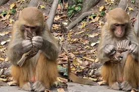 贵州：猴子在麻雀身上找盐粒吃的津津有味，麻雀毛快揪秃放弃挣扎