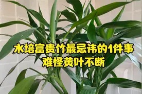 水培富贵竹，最“忌讳”1件事，难怪黄叶不断，现在纠正还来得及视频封面