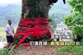 贵州发现一棵亚洲最大金丝楠木王，树的直径就有3.8米，价值过亿视频封面