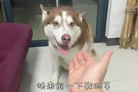 沾满榴莲气味的手让二哈闻，它是嫌弃还是喜欢？