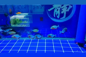 观赏鱼体表溃烂或者部分融鳍，如何治疗为佳？视频封面