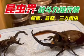 昆虫界战斗力排行，三大毒虫上榜，田鳖异军突起，甲虫类霸占榜首视频封面