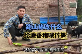 去山上挖竹笋给藏香猪吃，这些猪还真是不挑食太容易满足！