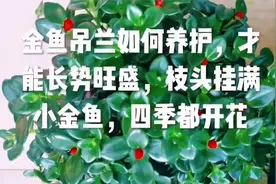 金鱼吊兰如何养护，才能长势旺盛，枝头挂满小金鱼，四季都开花