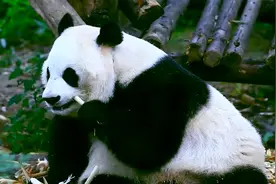 总台记者打卡成都大熊猫基地 大熊猫“花花”人气爆棚！