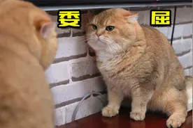 一只可怜的小猫咪，连续被堵两次！视频封面