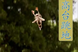 大雁的幼鸟出生没多久，就要从高高的树上跳下与父母汇合。视频封面