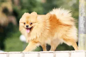 便宜又好养的6种小型犬，想要试试的新手千万不要错过！