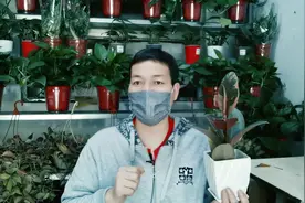 花卉“生虫”！不知道能不能用“消毒液”和灭害灵“