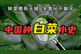 白菜简史：无名之辈逆袭成百菜之王，为中国扛过500年小冰期视频封面