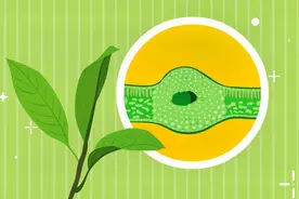 同学们，树叶我们常常看到，但是树叶内部的结构你们了解吗？视频封面