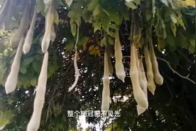 花园里有一处景观，藤缠着树，树抱着藤，它们互相依靠着一起生长