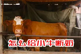 牛犊断奶的时候大牛小牛乱叫，看小薛怎么给牛犊戒奶，简单实用视频封面