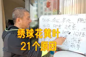 绣球花“黄叶”有21个原因！看看你中过几招？园艺人干货分享