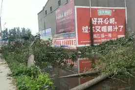 河南周口沈丘县台风来袭，村里的百年大树全部刮倒，真是太罕见了