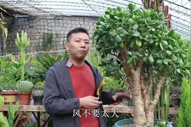 玉树想养好？“浇水”分2种情况，掌握才能不烂根，叶子肥厚油绿视频封面
