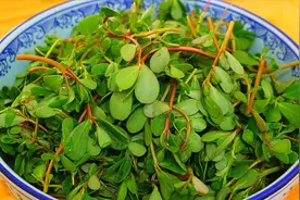 马齿苋最忌焯水了，教你正确做法，不酸不涩，野味十足，赶紧试试视频封面