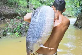 60斤重的巨型鲤鱼，看小伙如何在雨林烧烤视频封面