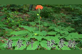 看参叶，晓参龄！了解人参必看！